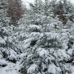 Winter Schneefall in Elfingen Fricktal Aargau Schweiz am 10. Dezember 2017